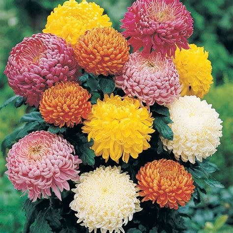 Golden Bloom Live Chrysanthemum Chandramallika Flower Plants