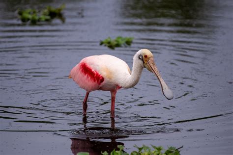 Roseate Spoonbill Circle B Bar Reserve W Eckenrode Flickr