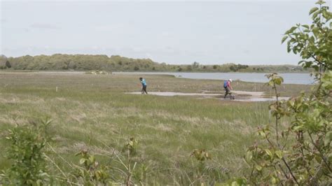 Critical Work Underway To Restore Coastal Salt Marshes