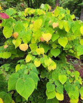 10+ Dwarf Redbud Tree Varieties – World of Garden Plants