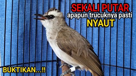 Trucukan Gacor Ngekek Tarung Ropel Panjang Ini Paling Ampuh Buat