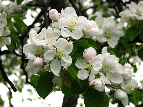 Malus domestica (Apple, Apples) | North Carolina Extension Gardener ...