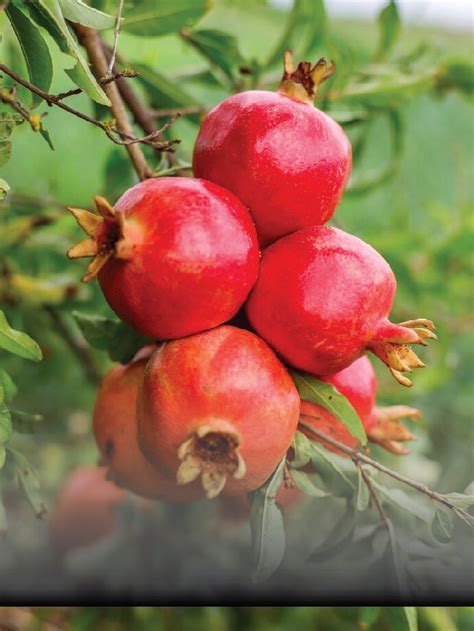 Benefits Of Pomegranate For Heart Happiest Health