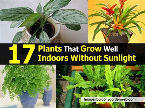 Plants That Grow Well Indoors Without Sunlight