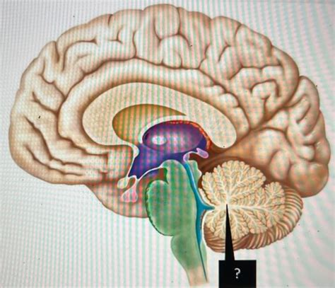 Cerebellum Brainstem Flashcards Quizlet