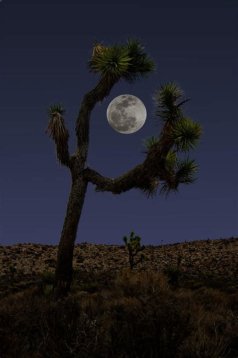 Moon Over Joshua Tree National Park Photograph By David Kehrli