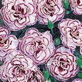 Pack X Dianthus Scent First Sugar Plum Pinks Perennial Garden Plug