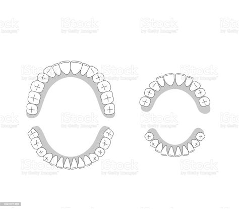 Illustration Of Human Dentition Stock Illustration Download Image Now Dentures Anatomy