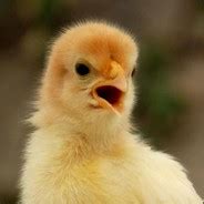 Steam Curator CHicken FUCK