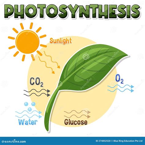 Diagram Of Photosynthesis For Biology And Life Science Education Stock