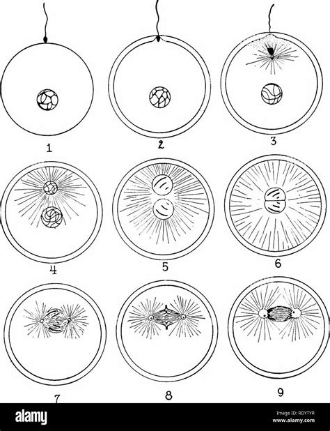 Principles Of Modern Biology Biology Embryonic Development