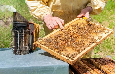 Imker Arbeitet Mit Bienen Und Bienenst Cken Auf Dem Bienenhaus