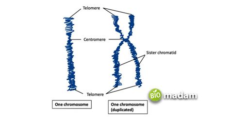 Difference Between Autosomes And Sex Chromosomes Biomadam