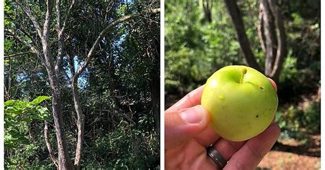 What Kind Of Apple Tree Is This In Upstate Ny Imgur