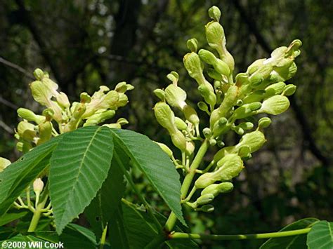 Painted Buckeye Aesculus Sylvatica