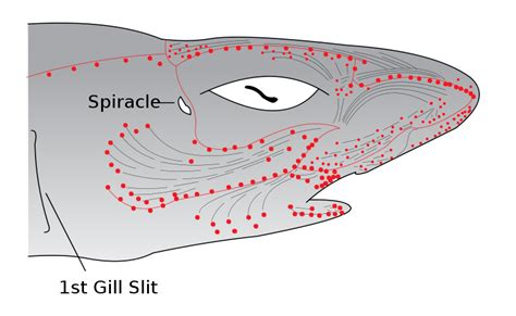 Ampullae of Lorenzini – Fishionary