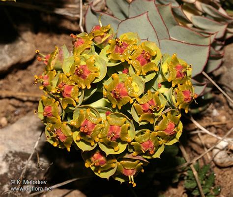 Euphorbia Myrsinites Picture The Bulgarian Flora Online