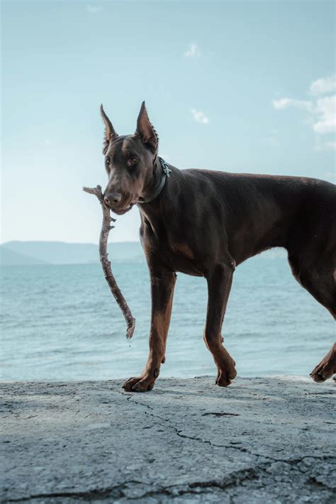 Free Doberman Pinscher