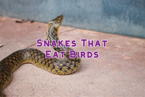 Snakes That Eat Lizards - Pet Food Guide