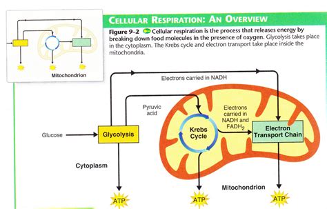 Cellular Respiration What Is It Its Purpose And More 56 Off