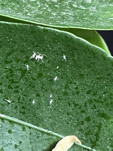 Customer Question Whitefly And Sticky Plants Green Gardener