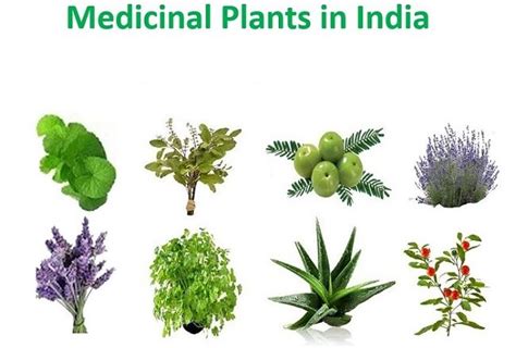 Medicinal Plants In India Daily Tips