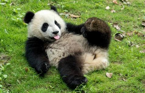 10 Facts About Pandas - China's Most Famous Animal