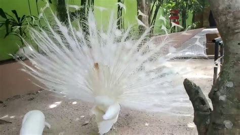 The Most Beautiful White Peacock Opening Feathers Malaysia Youtube