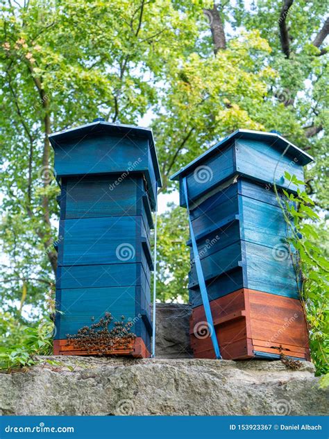 Two Blue Beehives With Bees Buzzing Stock Image Image Of Agriculture