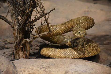 The Lethal Lizard A Comprehensive Guide To The World S Most Poisonous