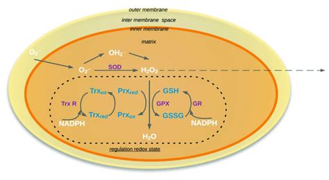 Schema Of Regulation Redox State In The Mitochondria O 2 •−