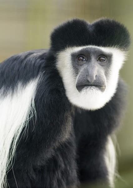 Black-and-White Colobus Monkey Fan Casting