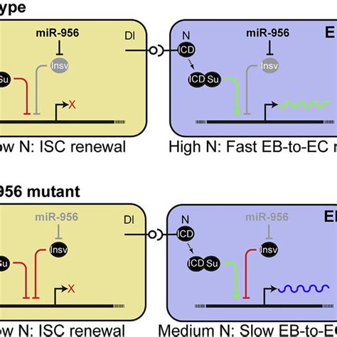 Model Mir Represses Insv To Promote Notch Signaling And Modulates