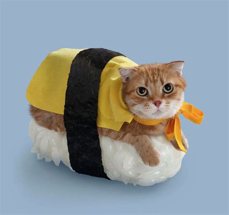 Sushi Cats Are The Unicorns of Japan | Foodiggity