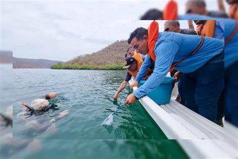 Caballitos De Mar Fueron Liberados En El Parque Nacional Mochima