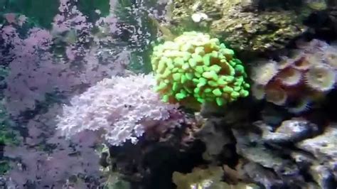 My Reef Tank YouTube