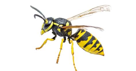 Yellow Jacket vs. Paper Wasp: The 7 Key Differences - A-Z Animals