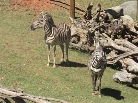 Animália Park O Novo Parque De Diversões De São Paulo Viagem E Turismo