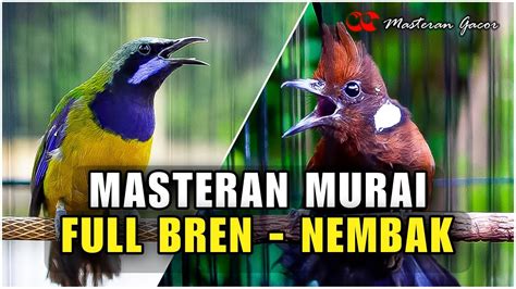 MASTERAN MURAI BATU DAN CUCAK IJO AMPUH MEWAH ISIAN TEMBAKAN CUCAK