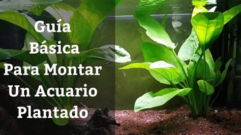 Plantas Ideales Para Acuarios De Tama O Mediano Creando Un Paisaje