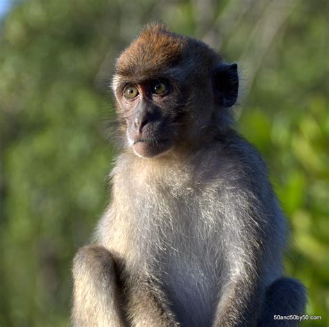 Long-tailed Macaque monkey in Borneo's Bako National Park, Malaysia ...