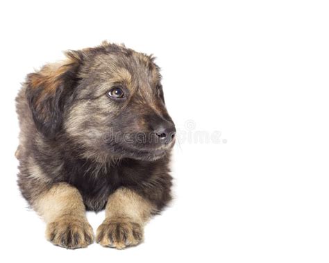 158 Cute Mutts Stock Photos Free And Royalty Free Stock Photos From