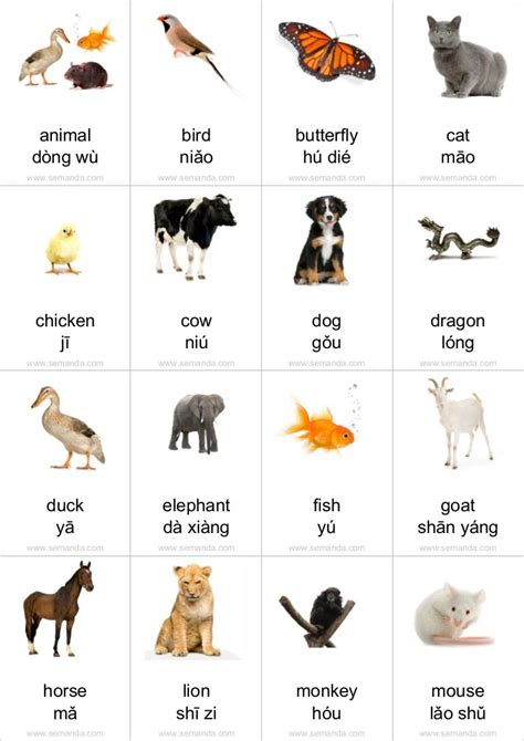 Flashcards animals