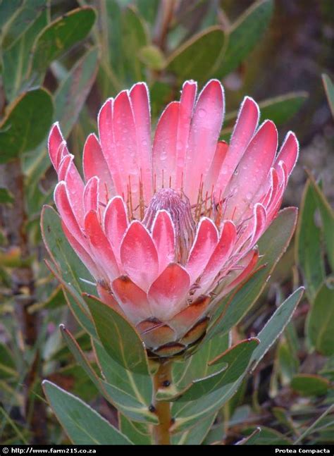 Protea Compacta