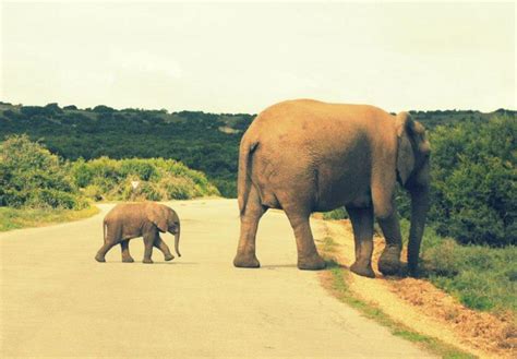 What Land Animals Might You See in South Africa? - The Expedition Project