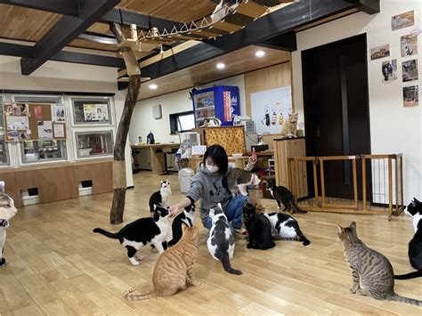 猫まみれ体験 保護猫シェルター『にゃんliving』