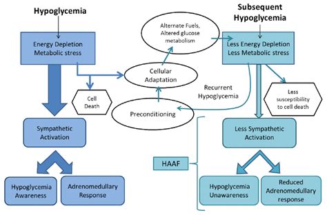 Preconditioning Through Recurrent Hypoglycemia Leads To Cellular