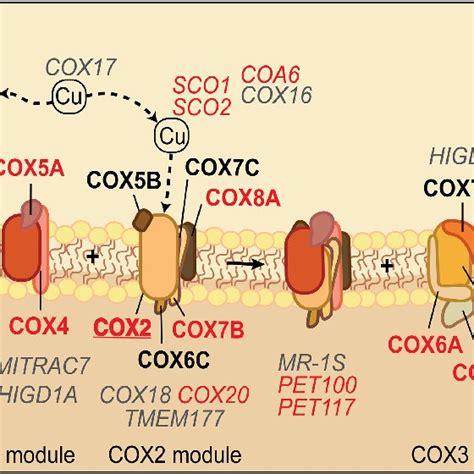 The Oxidative Phosphorylation Oxphos System And The Mitoribosome