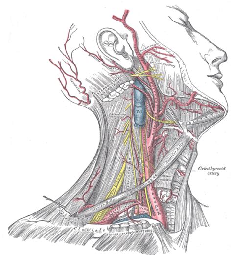 Ascending pharyngeal artery - wikidoc