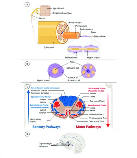 Bundles Of Axons In The Nervous System A Peripheral Nerve Anatomy